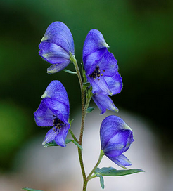 Monkshood Extract Monkshood Extract