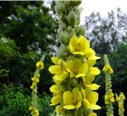 Mullein Extract Mullein Extract
