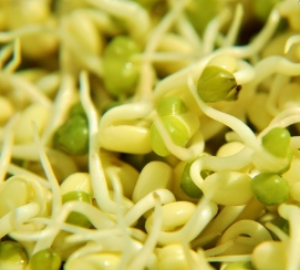 Mung Bean Sprout Extract Mung Bean Sprout Extract