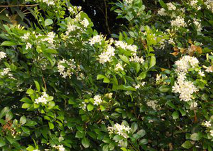 Murraya Paniculata Extract Murraya Paniculata Extract