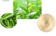 Natural Camellia oleifera leaf extract Natural Camellia oleifera leaf extract