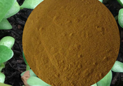 Natural Fenugreek seeds Extract Natural Fenugreek seeds Extract