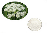 Natural Fructus Cnidii extract Natural Fructus Cnidii extract