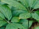 Notoginsenoside R1 Notoginsenoside R1