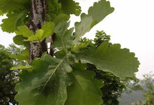 Oak Bark extract Oak Bark extract