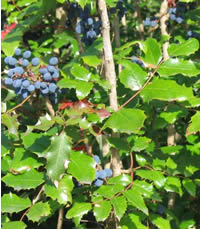 Oregon Grape Root extract