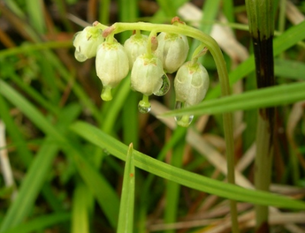 Orthilia Secunda Extract Orthilia Secunda Extract