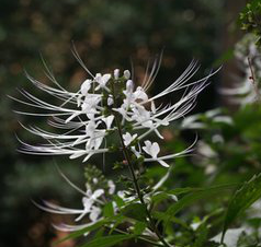 Orthosiphon Extract Orthosiphon Extract