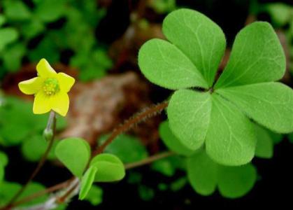 Oxalis corniculata Extract Oxalis corniculata Extract