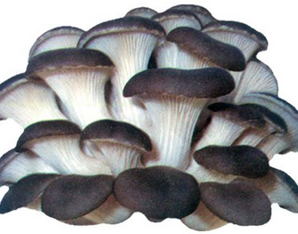 Oyster Mushroom Extract Oyster Mushroom Extract