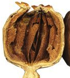 PapaVerine PapaVerine