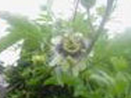 Passion flower P.E. Passion flower P.E.