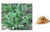 Patrinia sibirica roots/ rhizomes extract Patrinia sibirica roots/ rhizomes extract