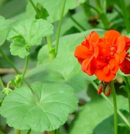 Pelargonium Extract Pelargonium Extract