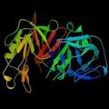 Pepsin Pepsin