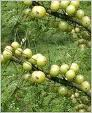 Phyllanthus embilica fruit extract Phyllanthus embilica fruit extract
