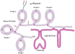 Plasmin Plasmin