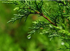 Platycladus orientalis Extract Platycladus orientalis Extract