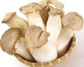 Pleurotus Eryngii Extract Pleurotus Eryngii Extract