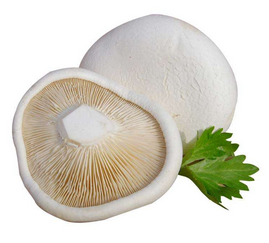 Pleurotus Nebrodensis Extract Pleurotus Nebrodensis Extract