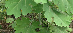 Plumepoppy Extract Plumepoppy Extract