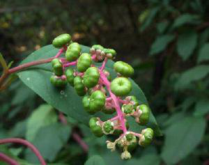 Pokeberry Root Extract Pokeberry Root Extract