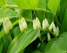 Polygonatum odoratum (Mill.)Druce Extract Polygonatum odoratum (Mill.)Druce Extract