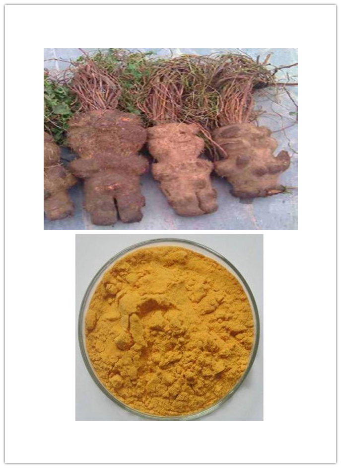 Polygonum multiflorum Thunb Polygonum multiflorum Thunb