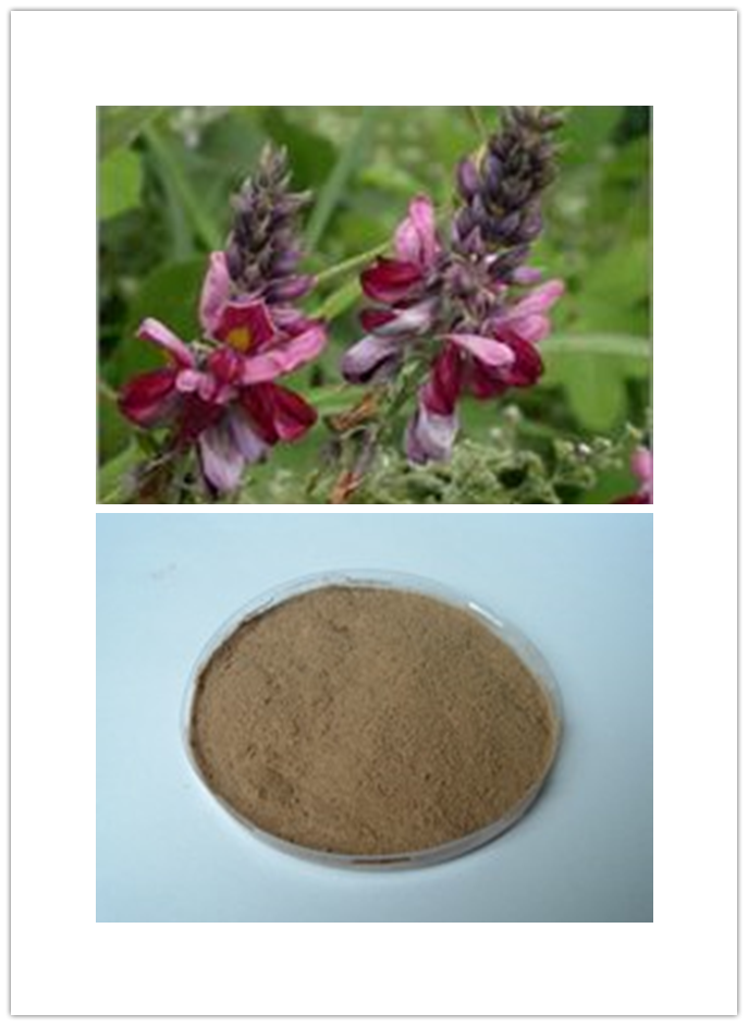 Pueraria P.E. Pueraria P.E.