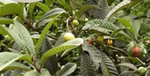 Pure Costus igneus Pure Costus igneus