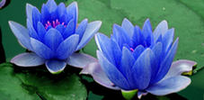 Pure Nymphaea coerulea extract Pure Nymphaea coerulea extract