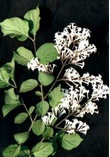 Pure Vitex trifolia fruit extract Pure Vitex trifolia fruit extract