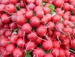 Radish red Radish red