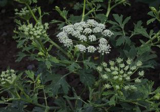 Radix Peucedani Extract Radix Peucedani Extract