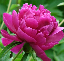 Red Peony P.E. Red Peony P.E.
