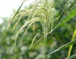 Reed rhizome P.E. Reed rhizome P.E.