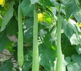 Retinervus Luffae Fructus Extract Retinervus Luffae Fructus Extract