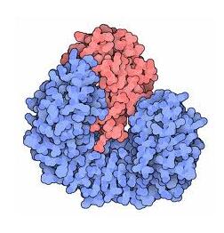 Ribonuclease Ribonuclease