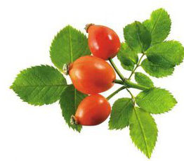 Rose Hip P.E. Rose Hip P.E.