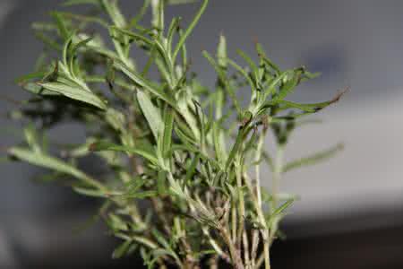 Rosemary Extract Rosemary Extract