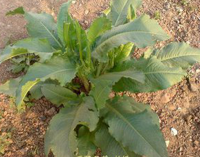 Rumex Acetosella Extract Rumex Acetosella Extract