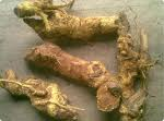 Salacia reticulata extract, root Salacia reticulata extract, root