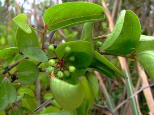 Sarsaparilla Extract Sarsaparilla Extract