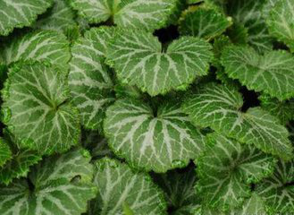 Saxifraga extract Saxifraga extract