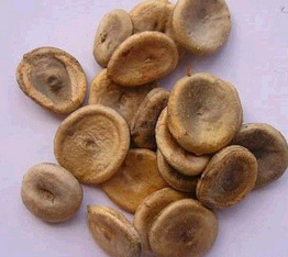 Semen Strychni Extract Semen Strychni Extract