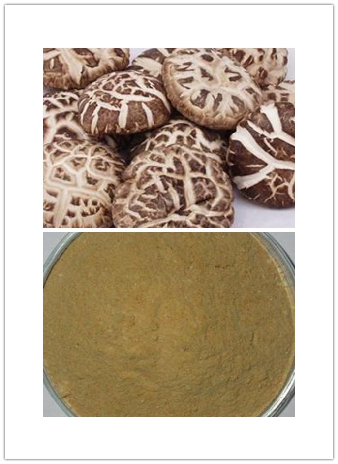 Shiitake Mushroom Extract Shiitake Mushroom Extract
