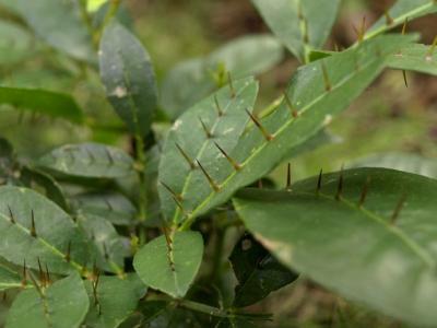 Shinyleaf Pricklyash Root Extract Shinyleaf Pricklyash Root Extract