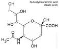 Sialic Acid Sialic Acid