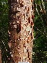 Simaruba bark Simaruba bark