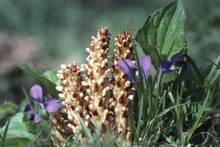 Skyblue Broomrape Herb Extract Skyblue Broomrape Herb Extract